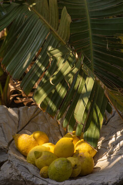 Lemons and Palm Leaves