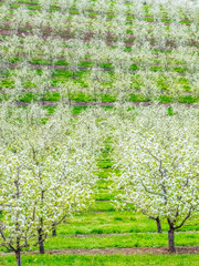 USA, Oregon, Hood River spring blooming Cherry trees