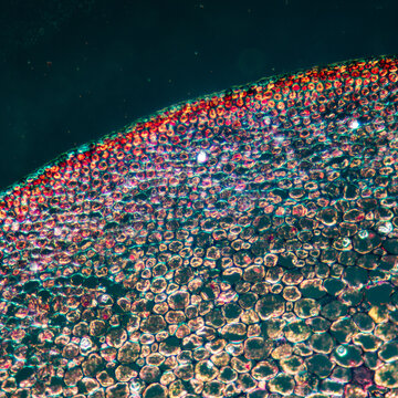 petiole of Cibotium barometz plant cell micrograph