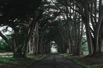 Scenery of a tree tunnel