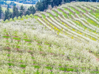 USA, Oregon, Hood River spring blooming Cherry trees