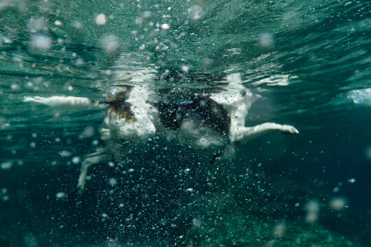 Dog swimming in the sea