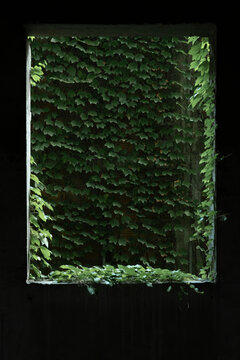 An abandoned building window