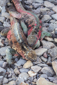 Two Iguanas on the rocks
