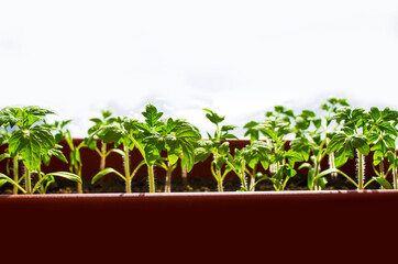 Early seedling , grown from seeds in boxes at home on the windowsill. seedlings in peat pots.Baby plants seeding, black hole trays for agricultural seedlings.The spring planting.