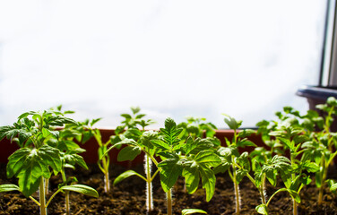 Early seedling , grown from seeds in boxes at home on the windowsill. seedlings in peat pots.Baby plants seeding, black hole trays for agricultural seedlings.The spring planting.