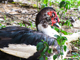 Black geese resting on the ground
