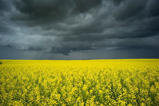 Canola field with storm clouds.
