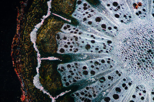 Micrograph of Caulis aristolochiae manshuriensis stem plant cell