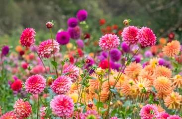 Fototapete Garten USA, Oregon, Canby, Swam Island Dahlias, Dahlia flower garden in full color