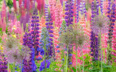 Plakat USA, Oregon, Salem, colorful garden with Russell Lupine and Allium in full bloom