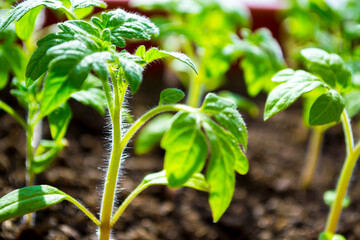 Early seedling , grown from seeds in boxes at home on the windowsill. seedlings in peat pots.Baby...