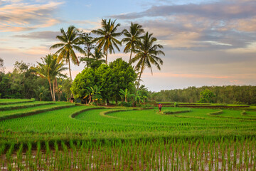 Fototapeta na wymiar Natural scenery of rice fields at morning sunrise in Bengkulu, Indonesia