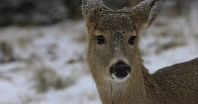 Young doe deer turns head to face camera on snowy winter day - close up on face