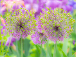 Obraz premium USA, Oregon, Salem, colorful garden with Russell Lupine and Allium in full bloom