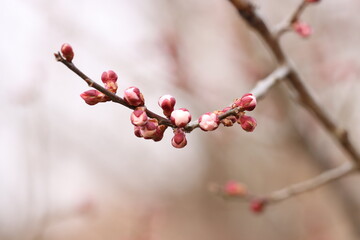 a bud blooming on a red plum tree