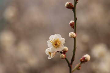 plum blossoms and buds in plum trees