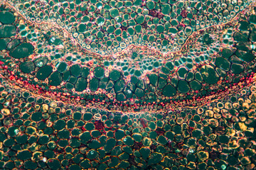 petiole of Cibotium barometz plant cell micrograph