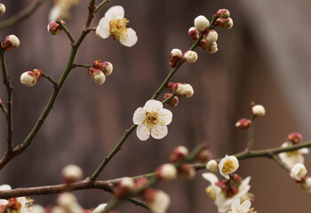 plum blossoms and buds in plum trees