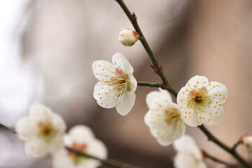 plum blossoms and buds in plum trees