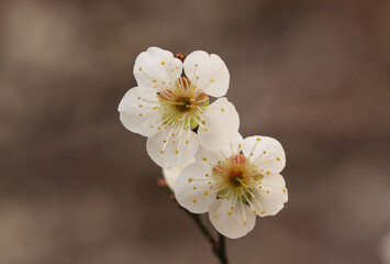 plum blossoms and buds in plum trees