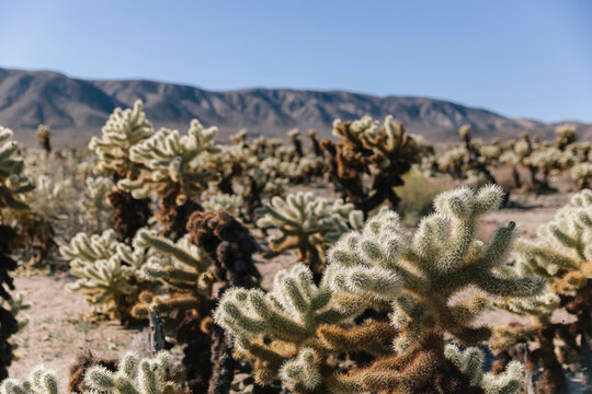 Cactus Patch in Joshua Tree National Park Landscape