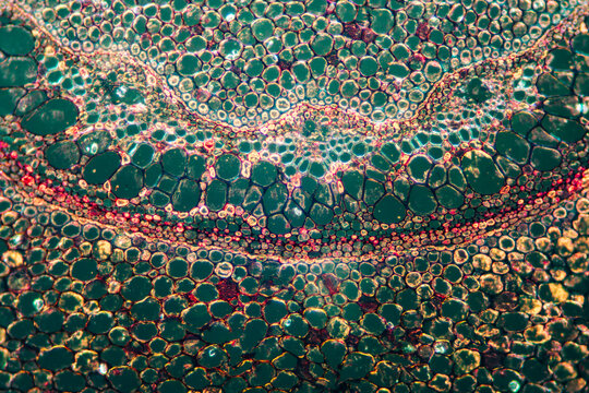 petiole of Cibotium barometz plant cell micrograph