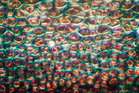 petiole of Cibotium barometz plant cell micrograph