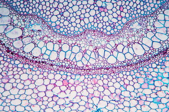 petiole of Cibotium barometz plant cell micrograph