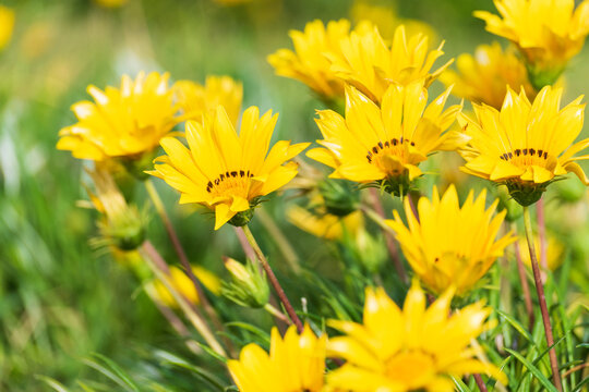 Set of yellow daisies (grindelia pulchella) viewed from the side