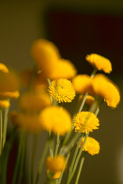 Yellow flowers