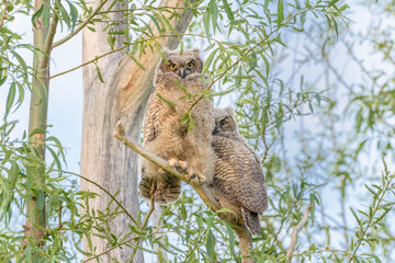 Obraz premium USA, Oregon. Juvenile Great horned owls.