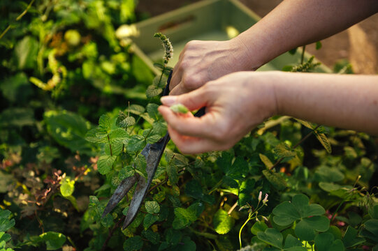 Picking mint in a sunny garden