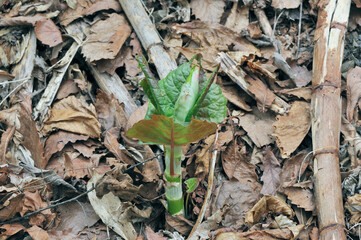 オオイタドリの芽（北海道・中札内村）
