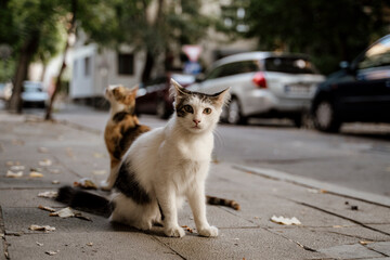 Junior stray cats in city street looking at camera