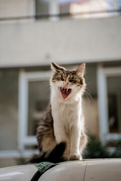 Cute adult stray cat yawning