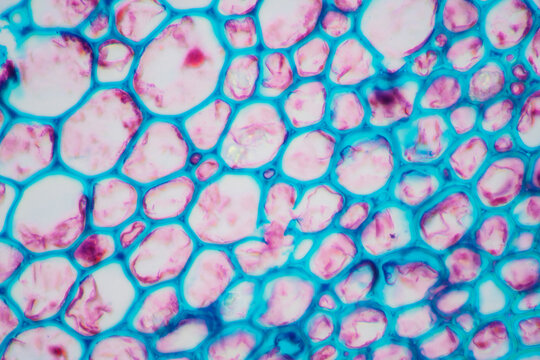 petiole of Cibotium barometz plant cell micrograph