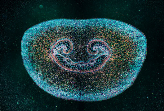 petiole of Cibotium barometz plant cell micrograph