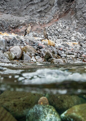 Flightless cormorants, nannopretum harrisi, at Isabela Island of Galapagos, World heritage site of Ecuadorian Pacific. Split level or over under photography when surfacing after dive.