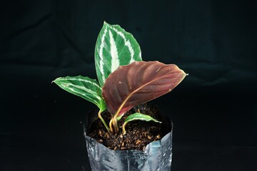calathea plants in pots