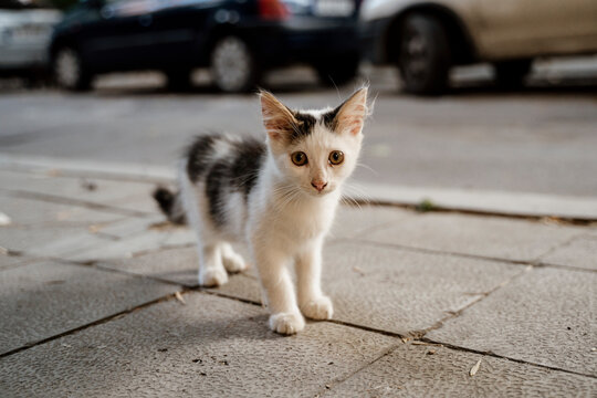 Cute stray kitten in city street during daytime