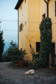 Italian casa with dog