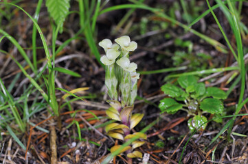 フデリンドウの実（北海道・アポイ岳）
