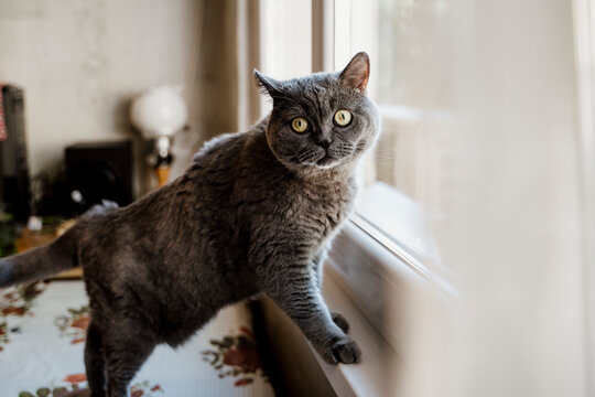 Cute British Shorthair cat looking through window in home living room