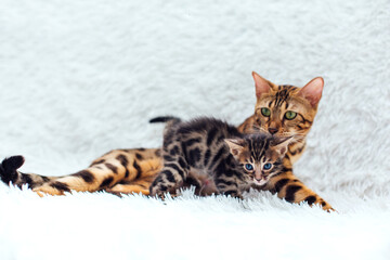 Bengal cat with her little kitten laying on the white fury blanket
