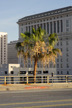Palm tree in the city 2