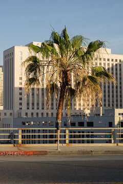 Palm tree in the city 1