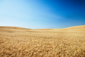 Wheat fields