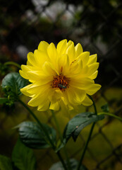 yellow flower in the garden