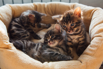 Closee-up Bengal charcoal kittens laying on the pillow